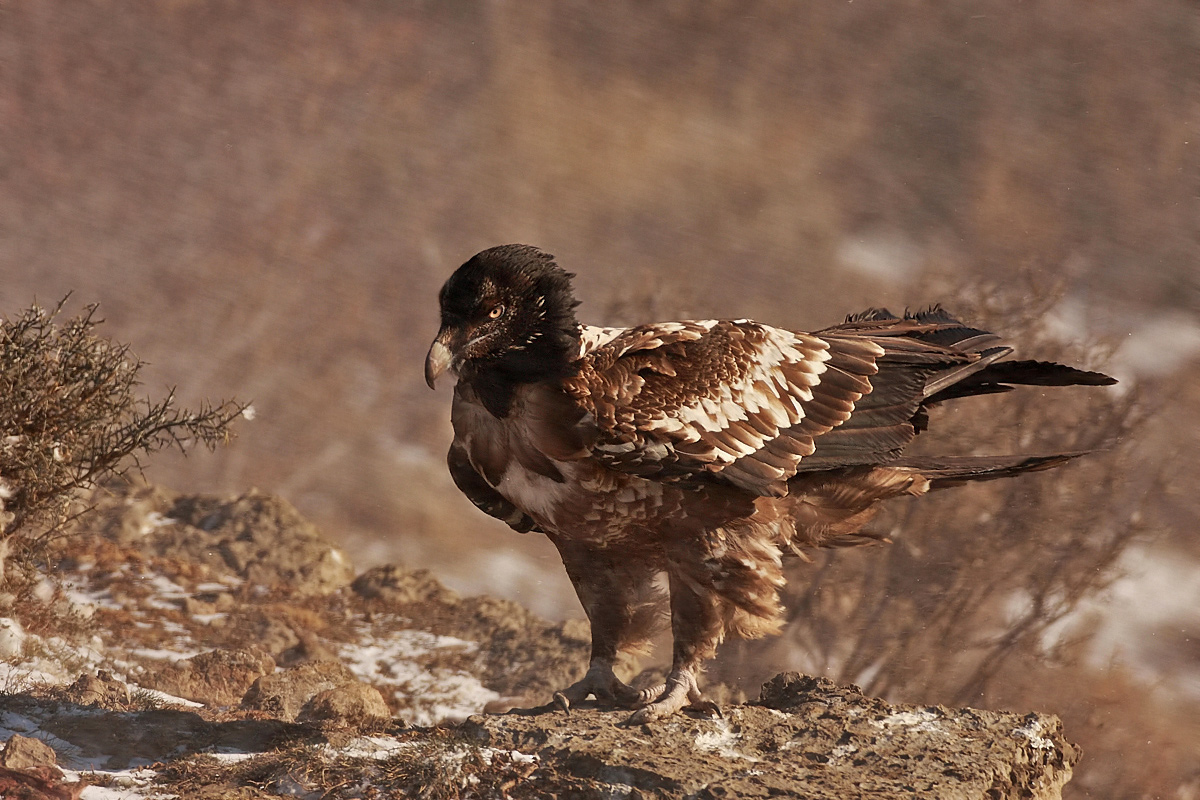 Bearded Vulture ... and wind