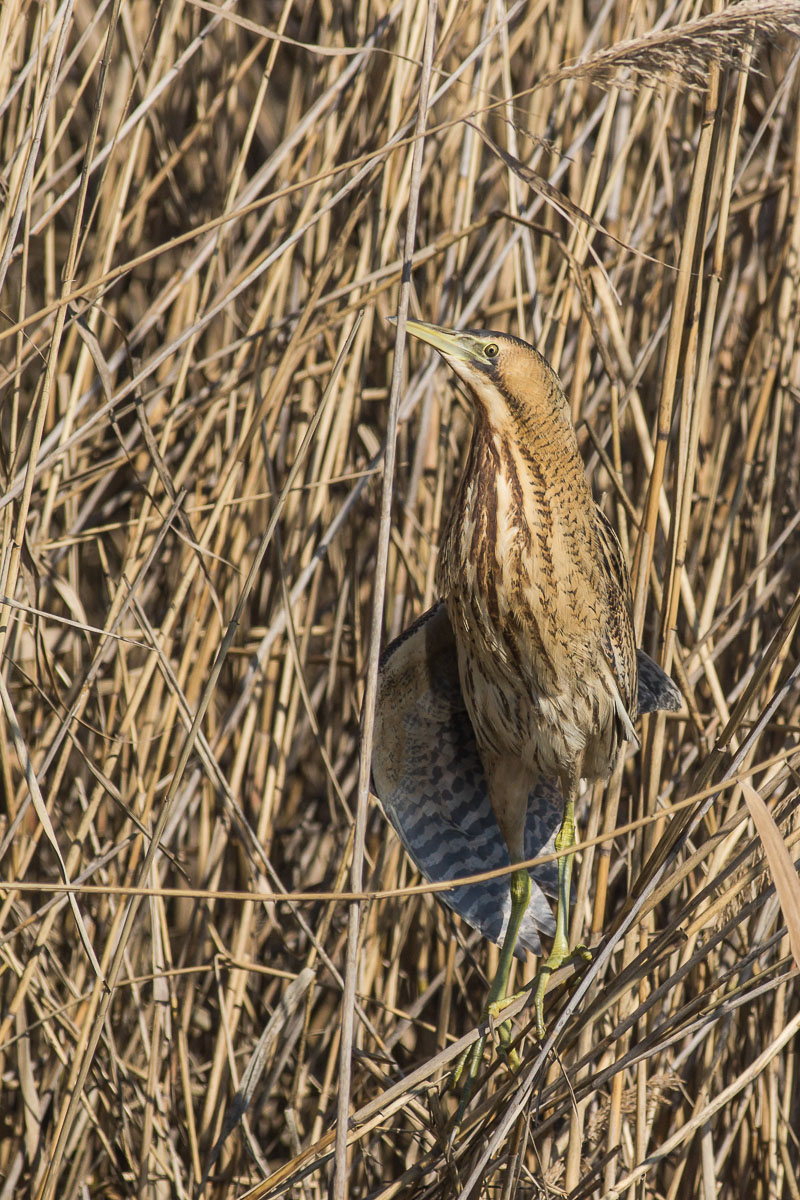 bittern
