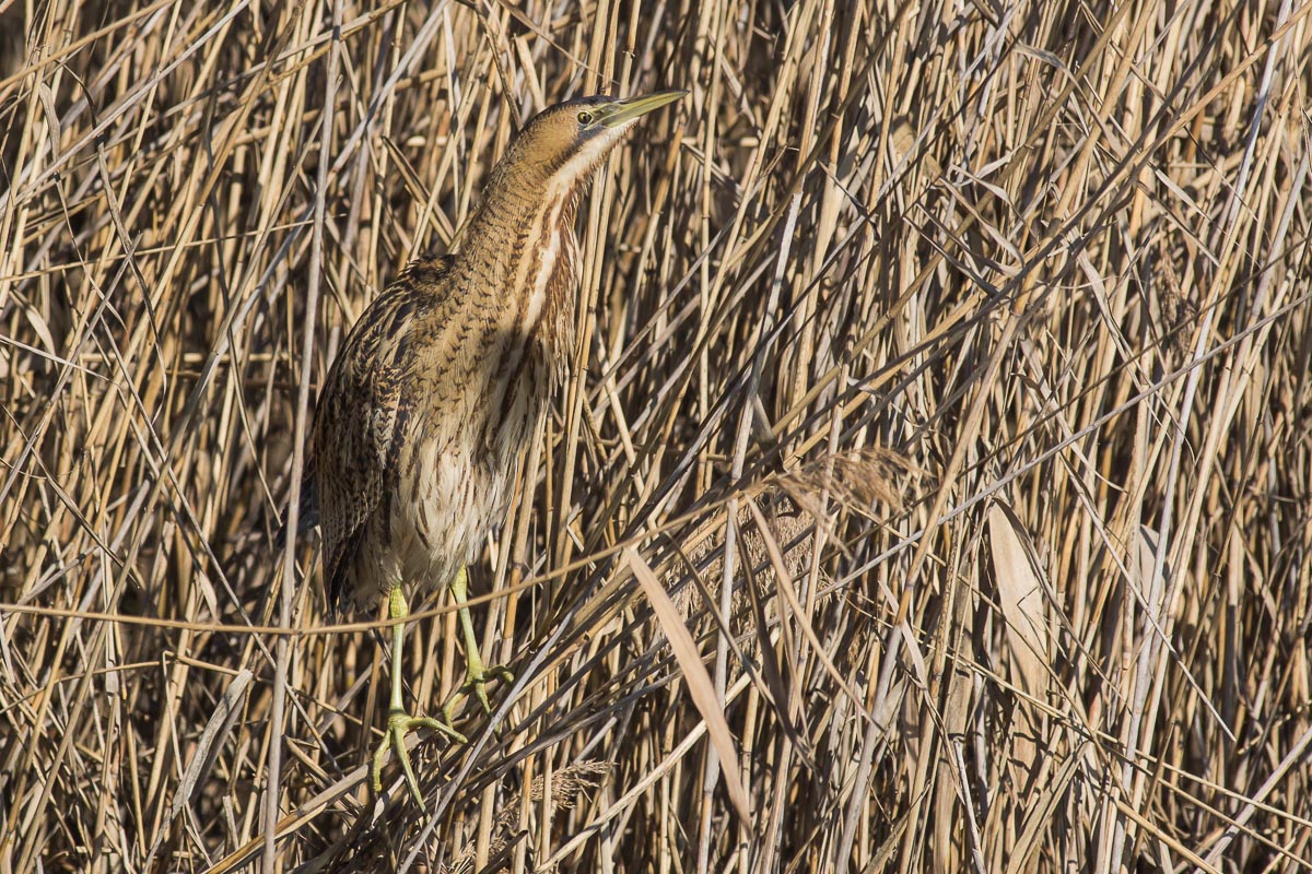 bittern