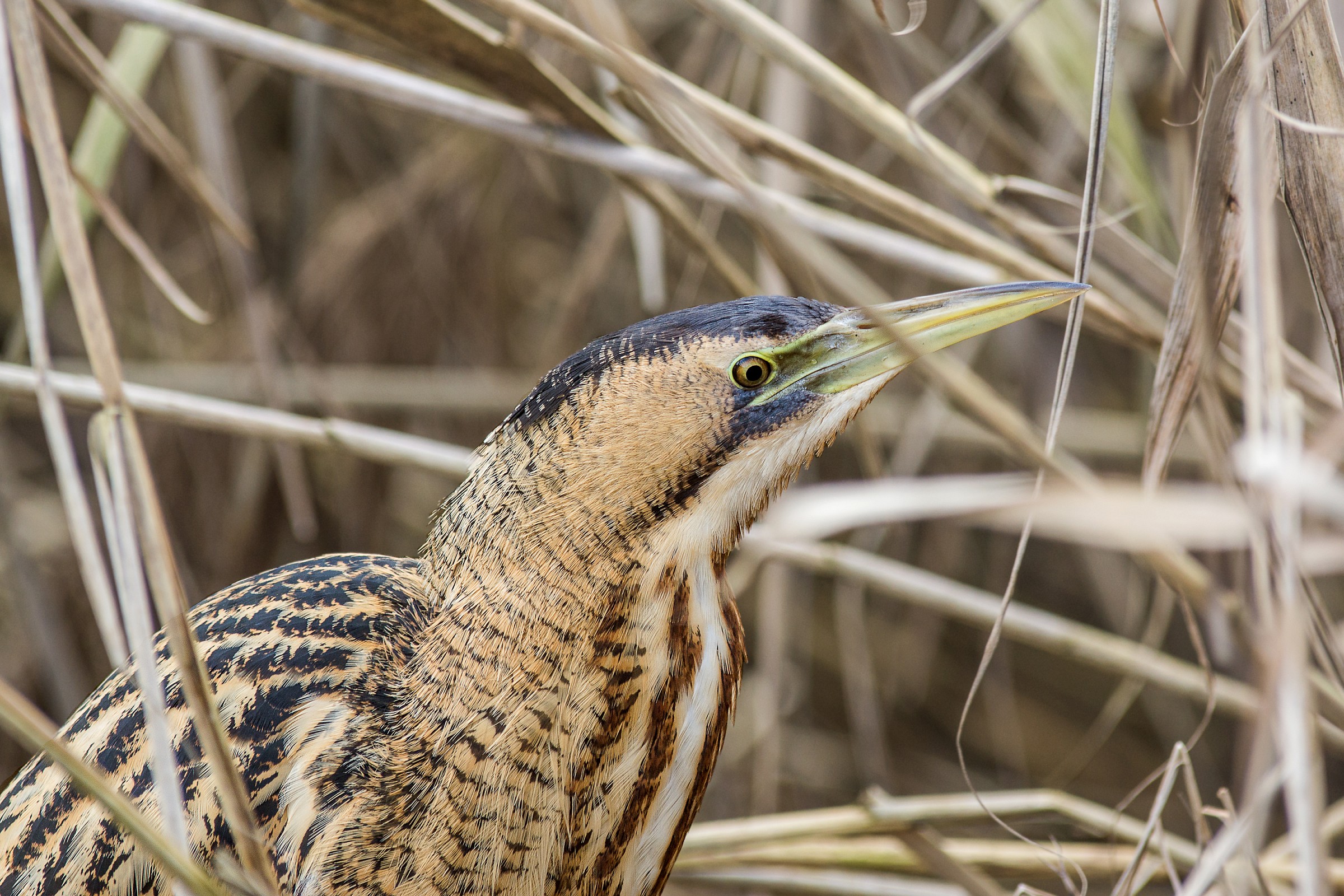 Bittern close