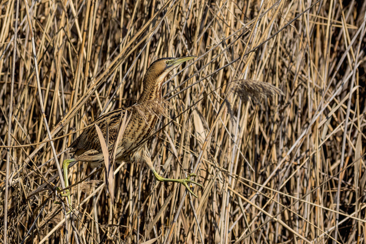 bittern acrobat