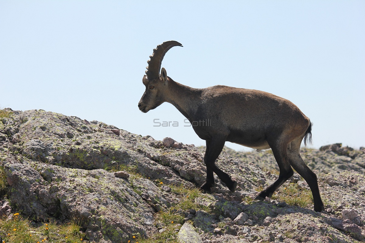 ibex