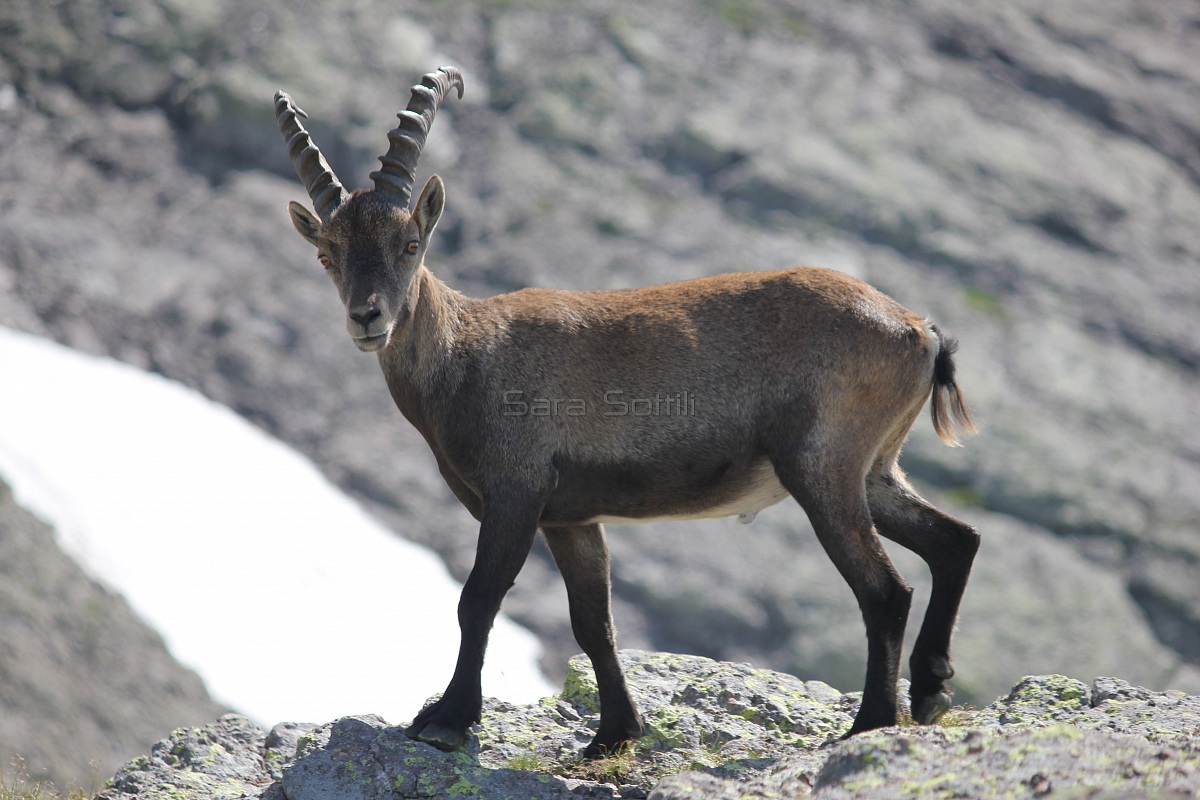 ibex