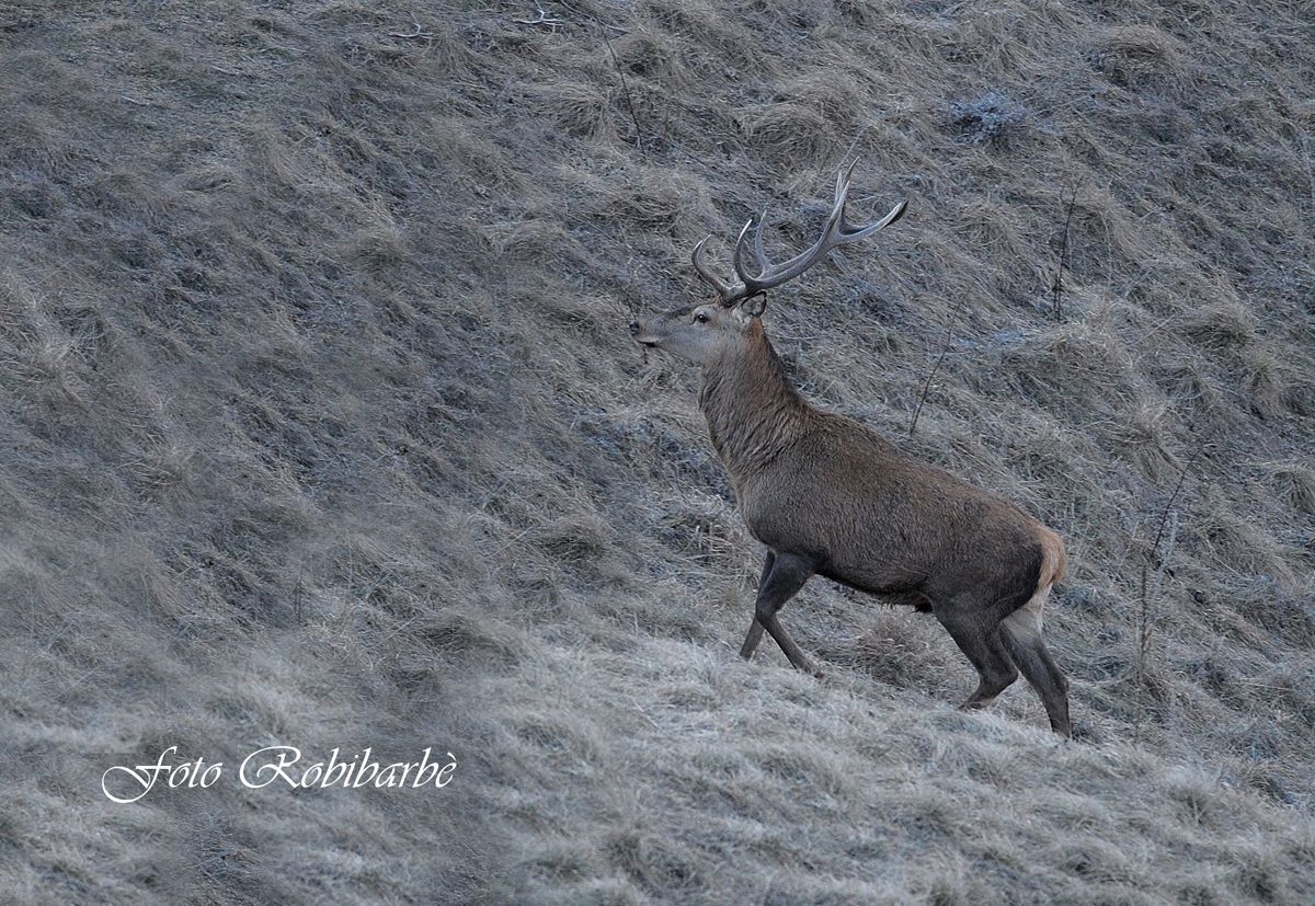 Cervo.....