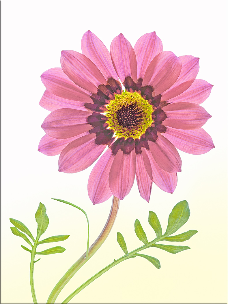 Un ritratto dell'elegante gazania