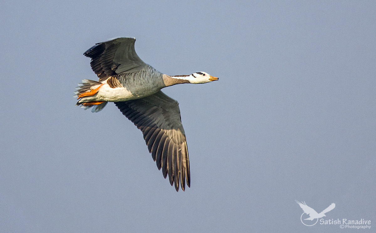 Bar-headed Goose in flight.