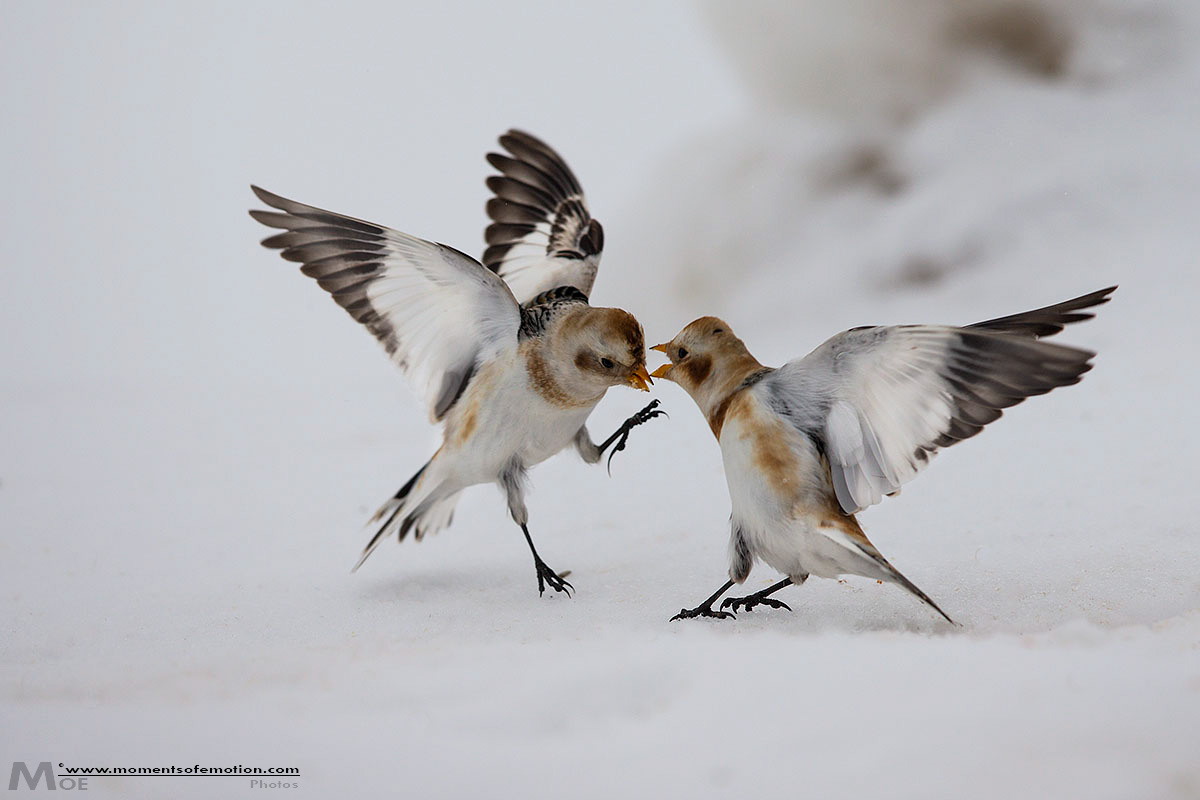 Snow buntings "Supremacy"