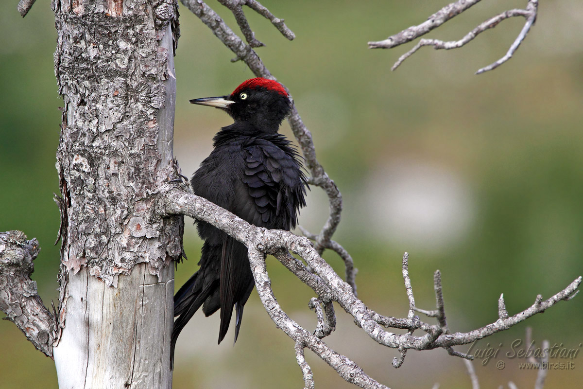 Black Woodpecker