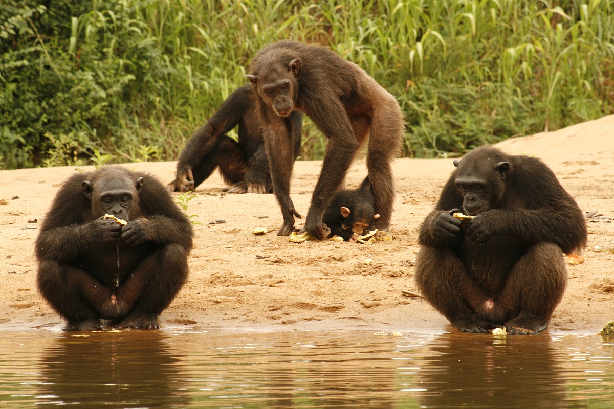 Chimpanzee Pongo Songo 2