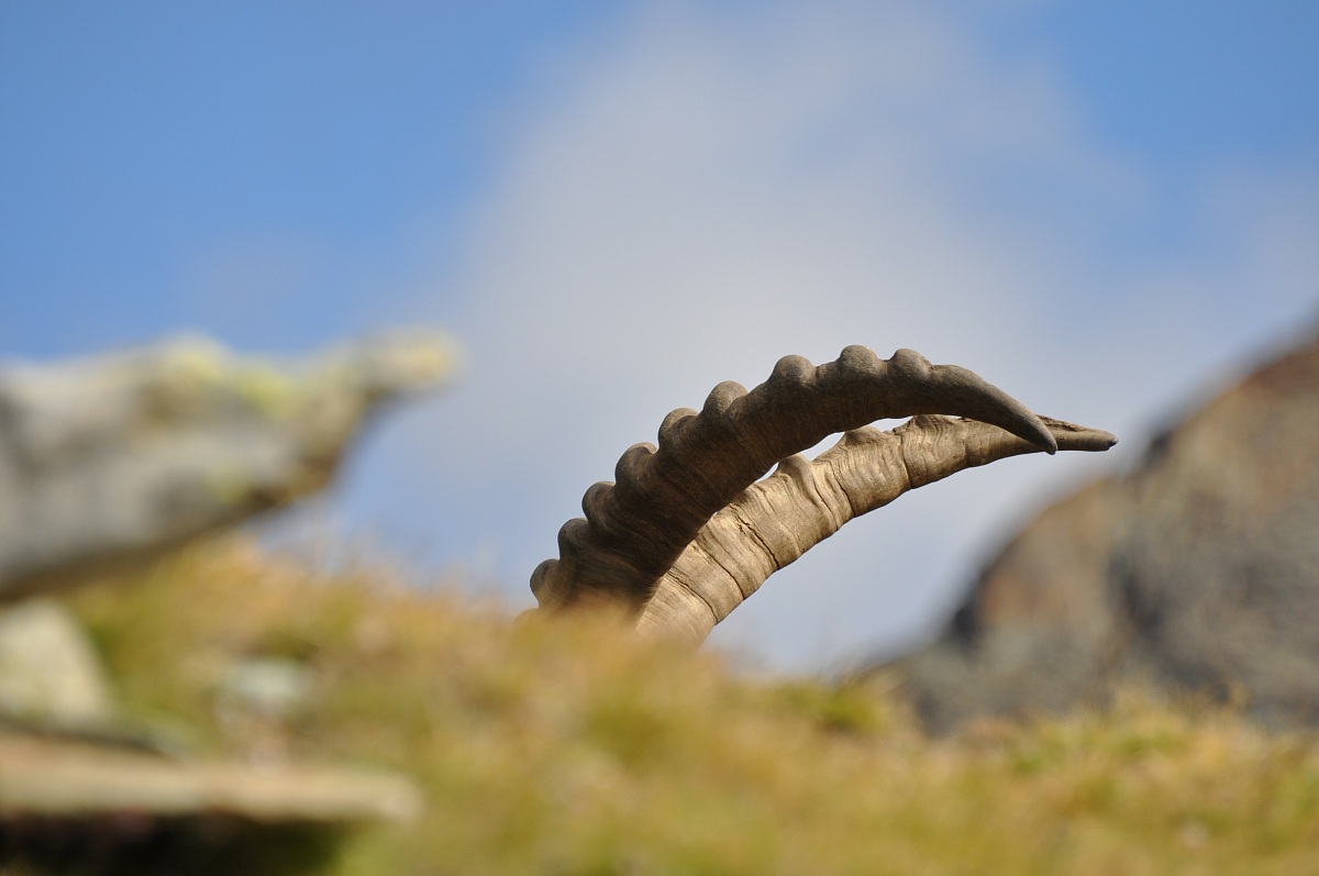 due corna all'improvviso