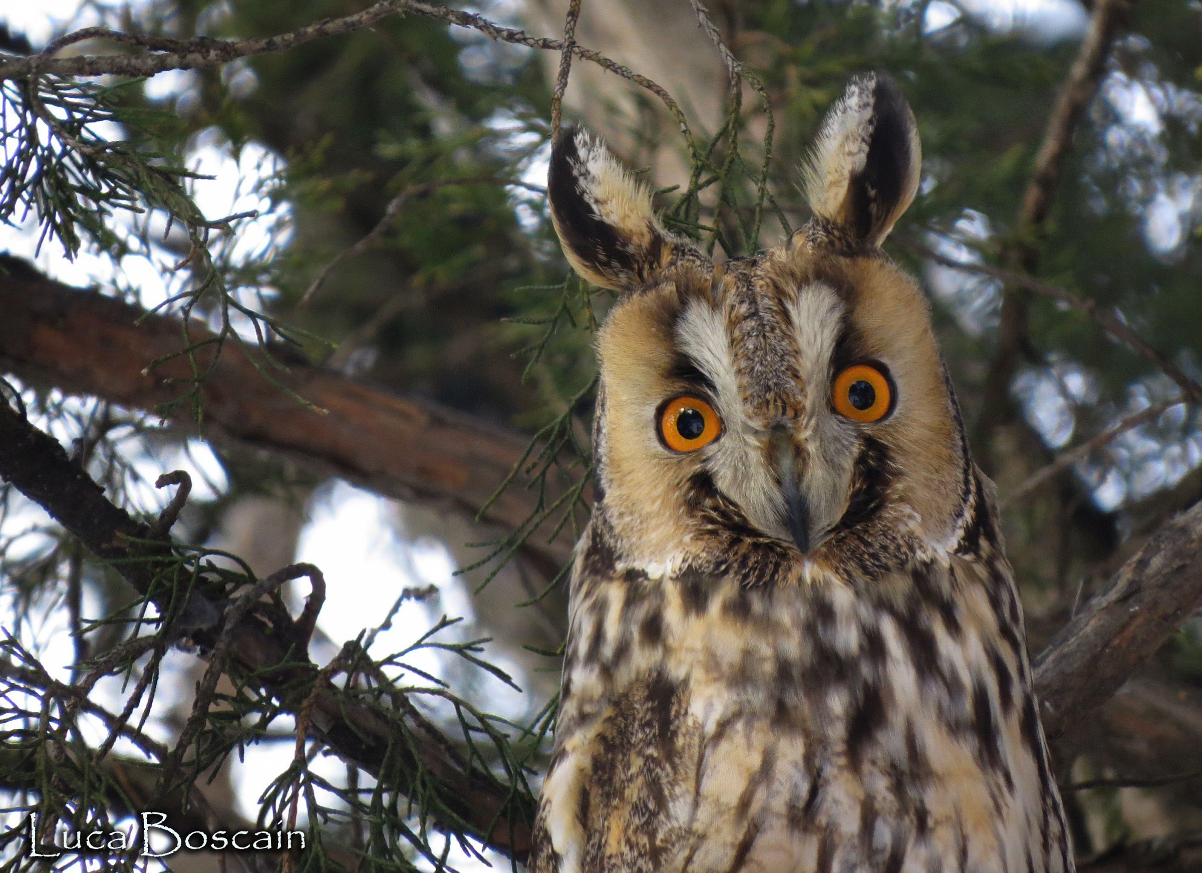 Long-eared Owl