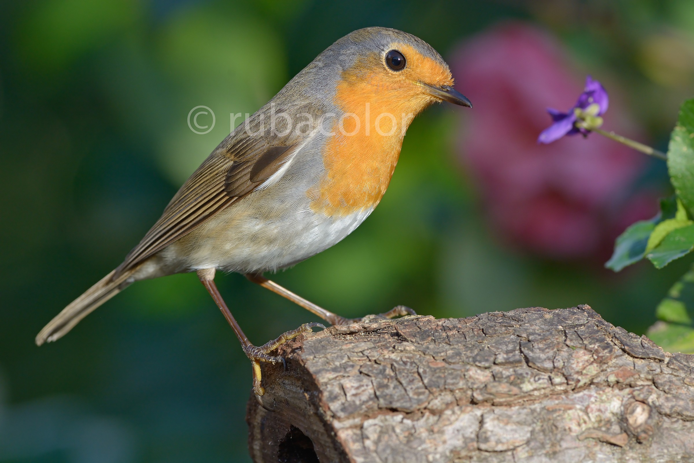 Un pettirosso non fa primavera ma una viola sì