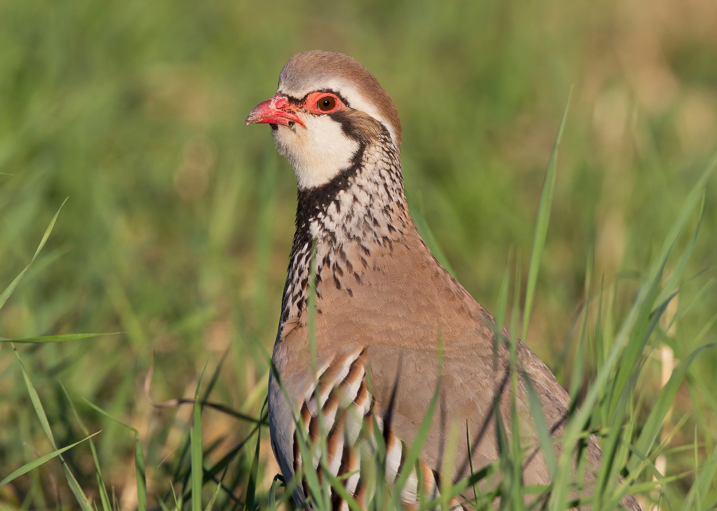 red-legged partridge