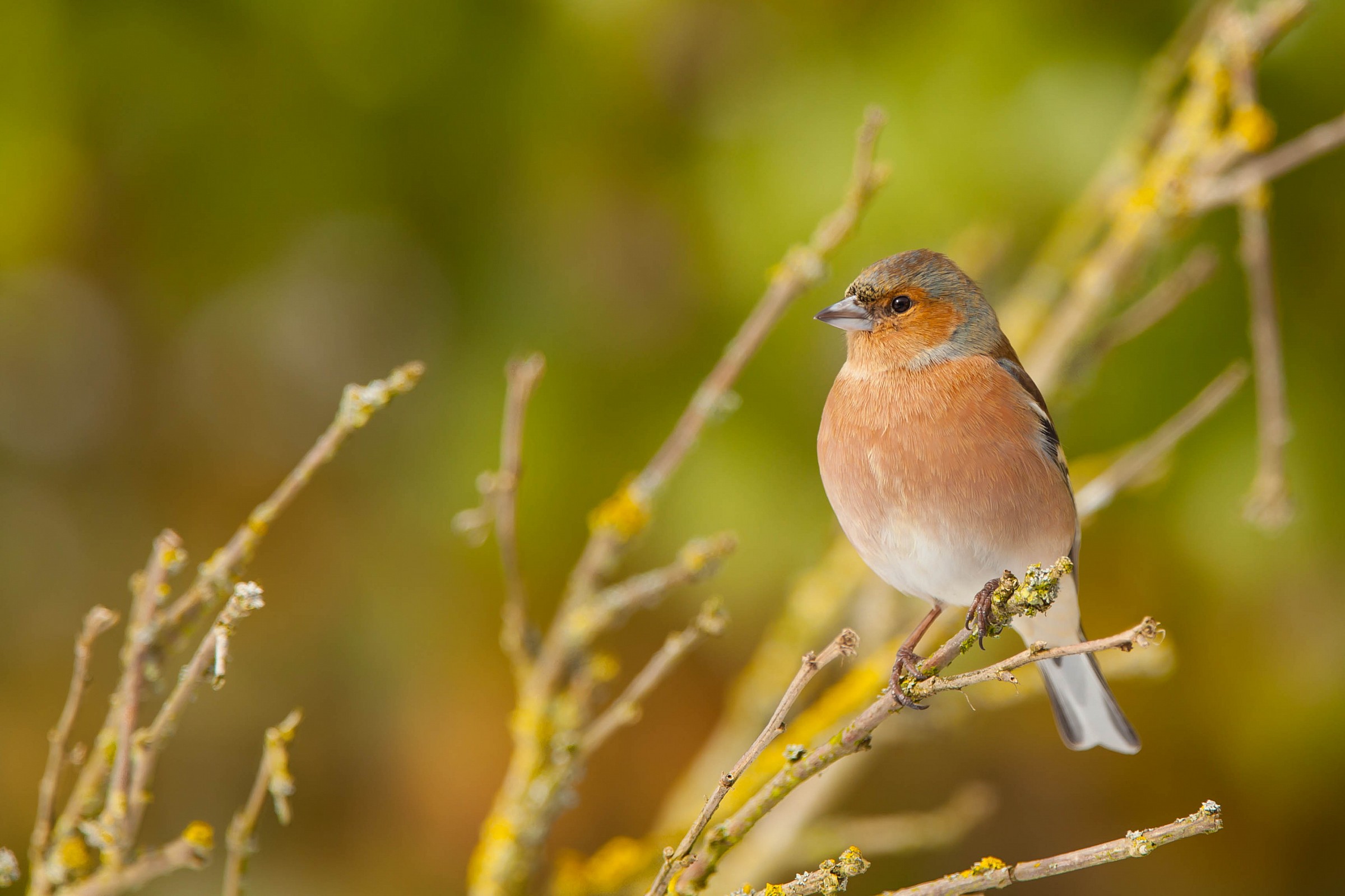 chaffinch in the sun