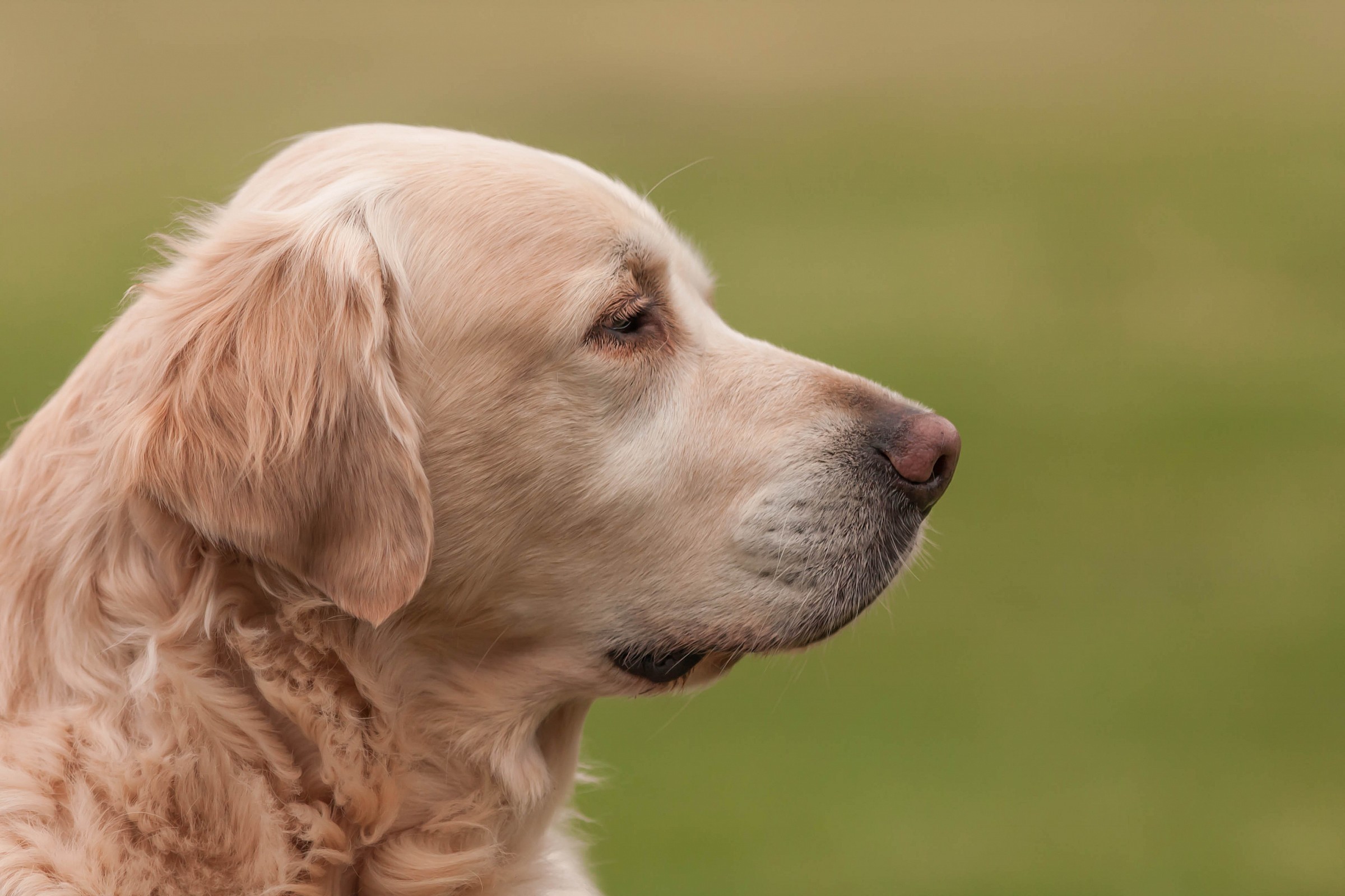 golden retriever posing