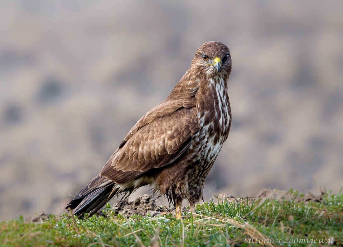 buzzard embankment