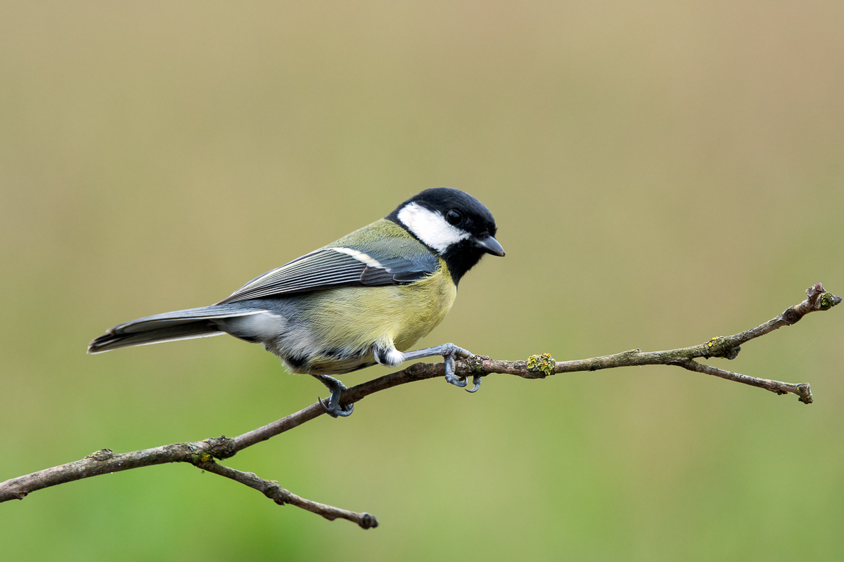 Great Tit