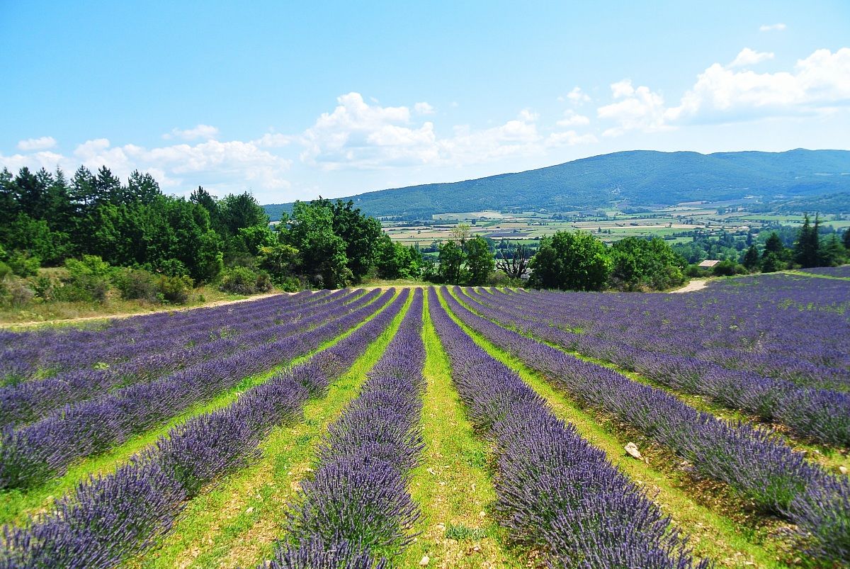 provence
