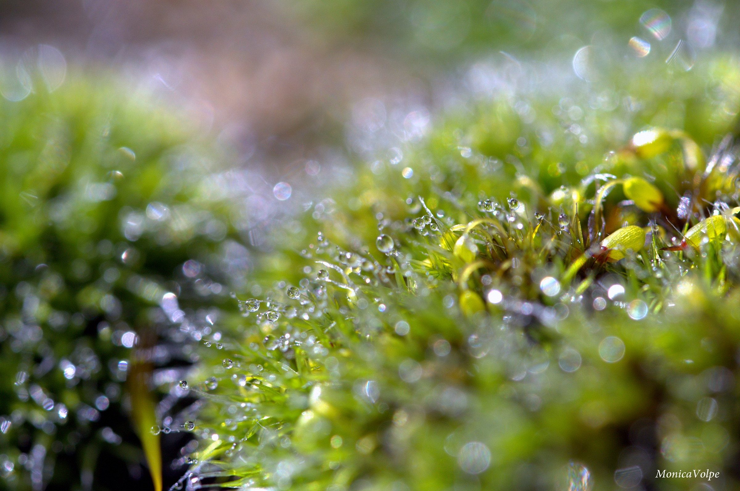 My little garden moon.