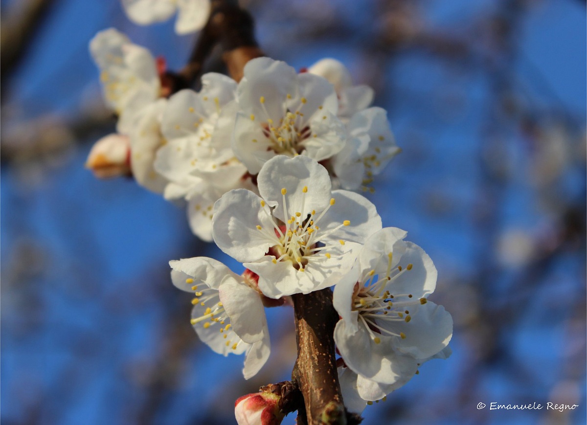 fiore di albicocco