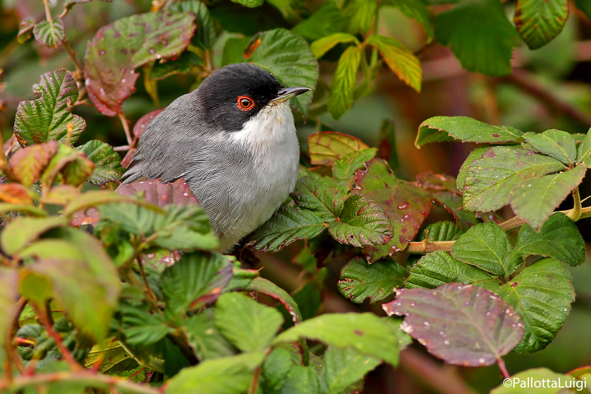 Oochiocotto (Sylvia melanocephala)