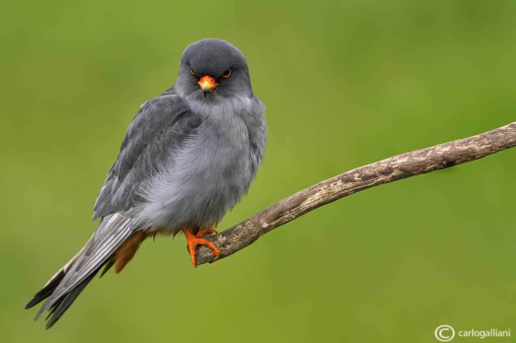 Red-footed Falcon