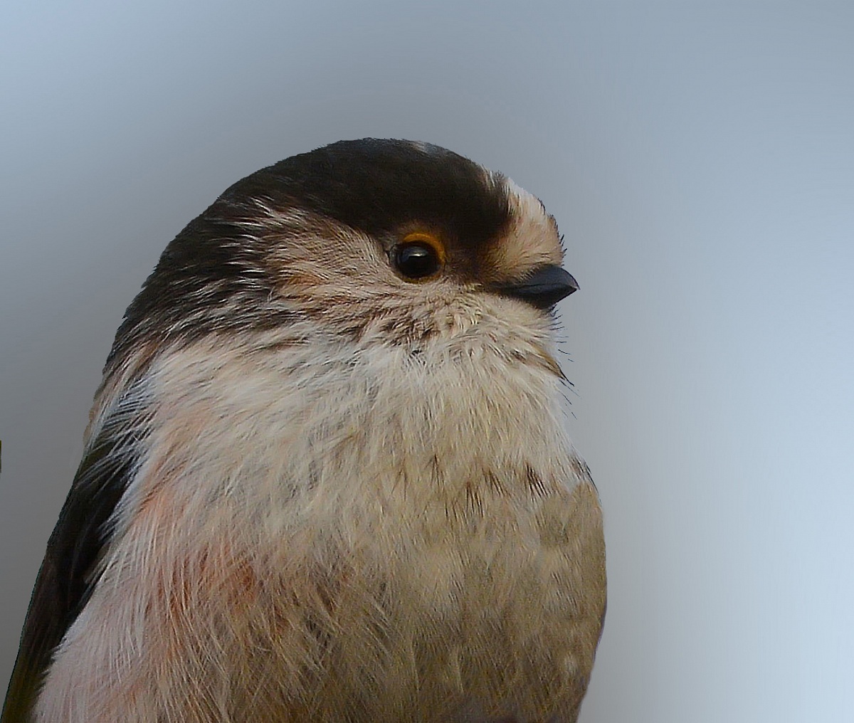 primo piano codibugnolo