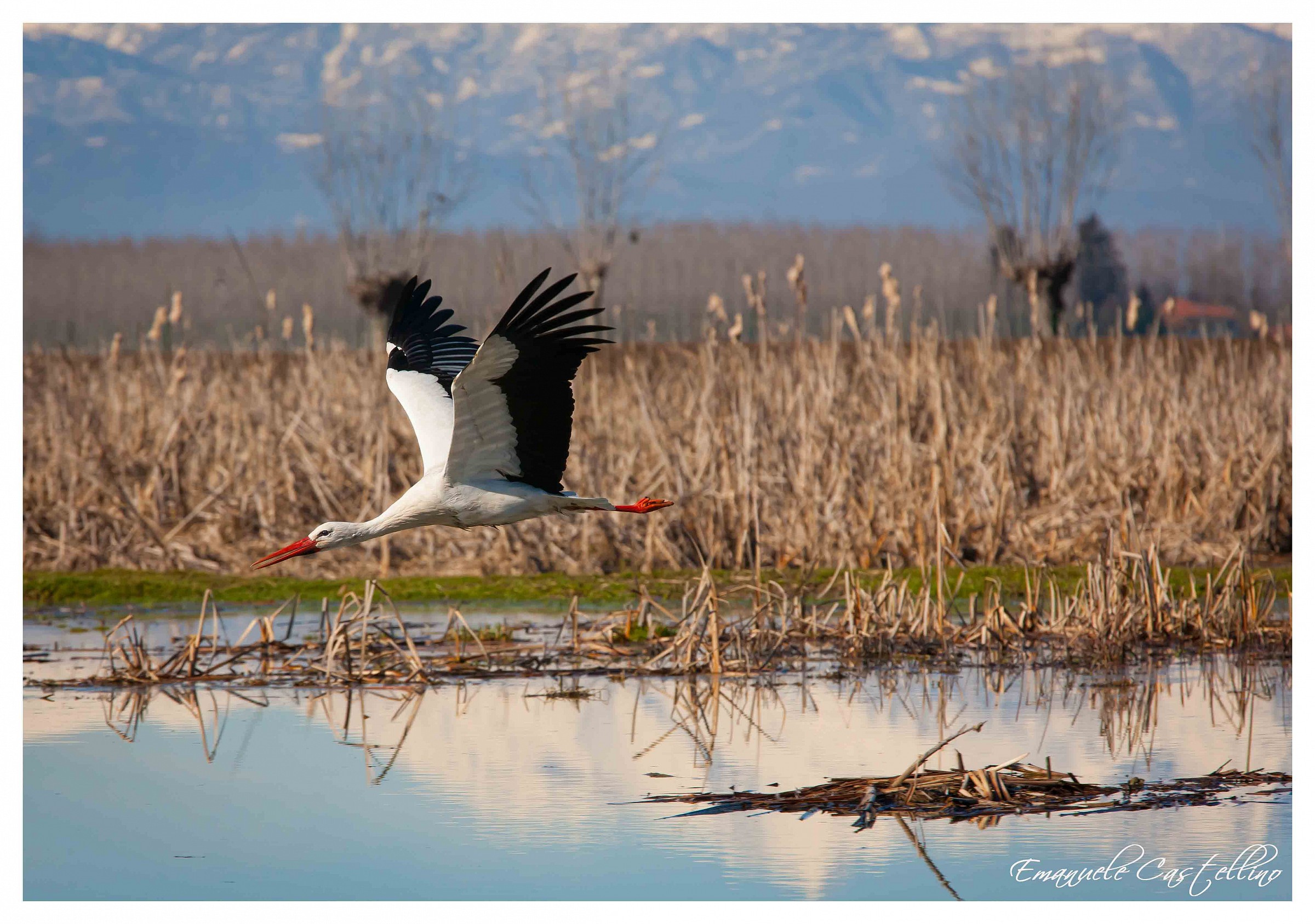 Cicogna in Volo