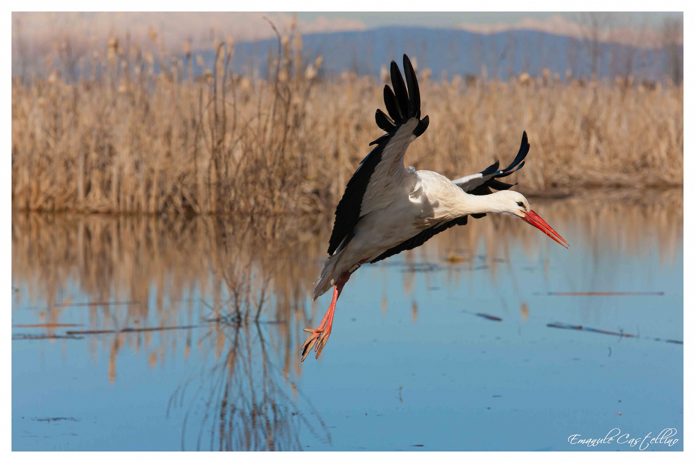 Cicogna in arrivo sul target