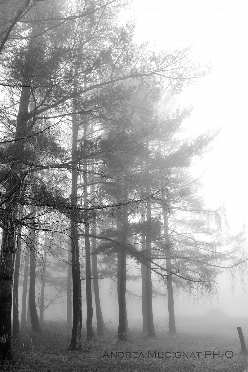 Fog in the forest or in your mind?