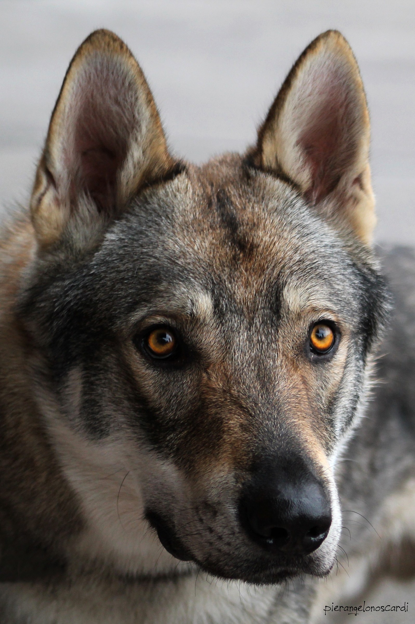 Czechoslovakian wolf