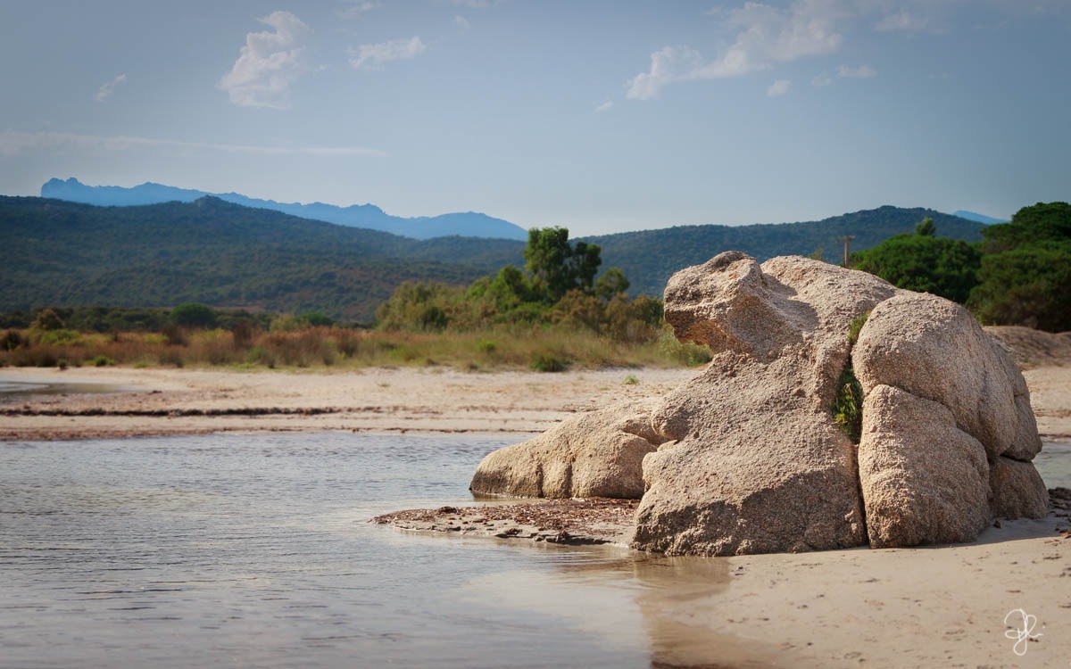Una lucertolona di roccia....