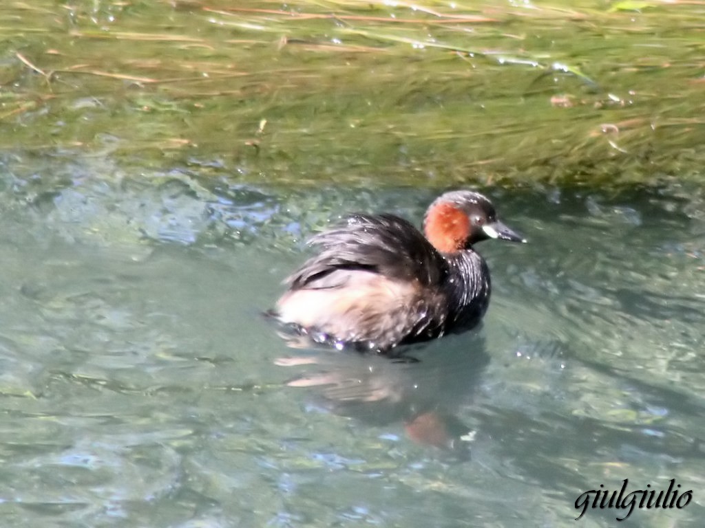 Little Grebe
