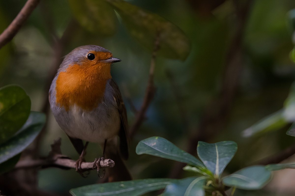 Pettirosso (Parchi di Nervi)