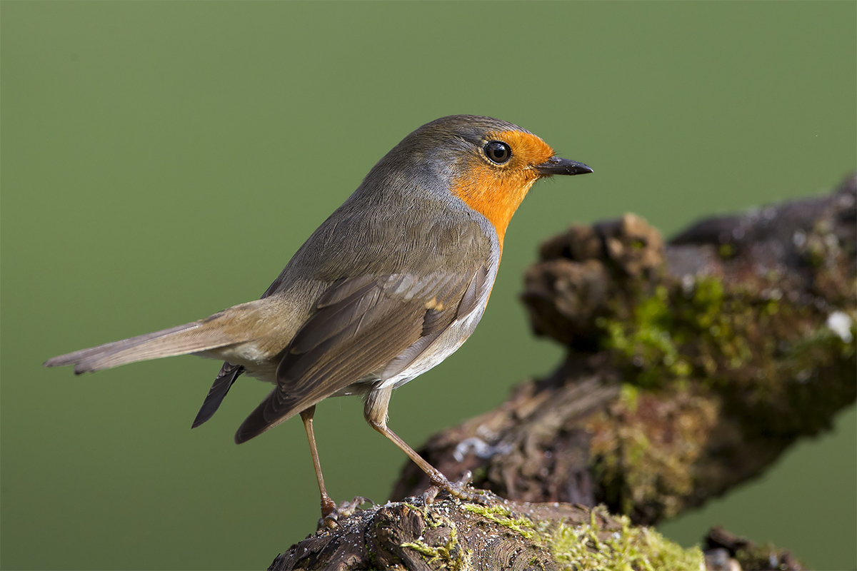 il solito robin
