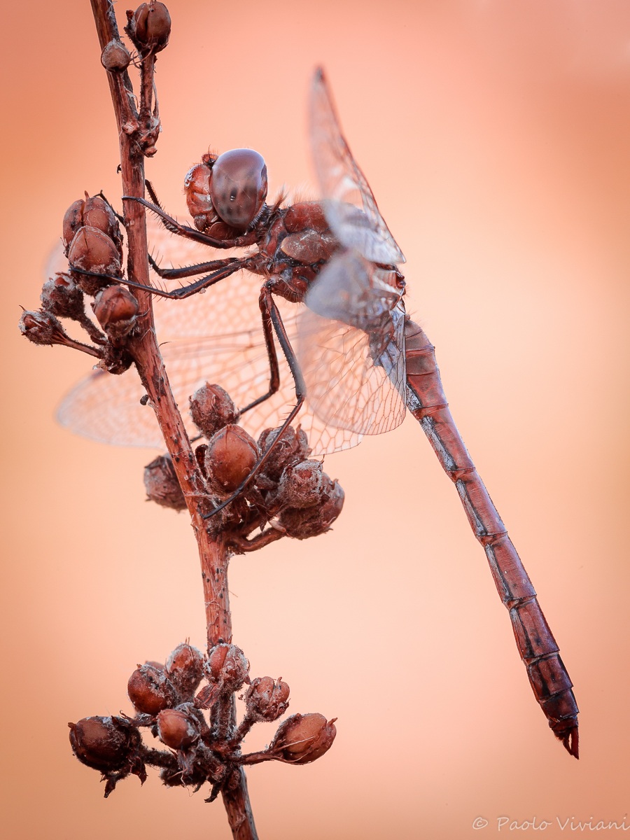 Red Dragonfly second version