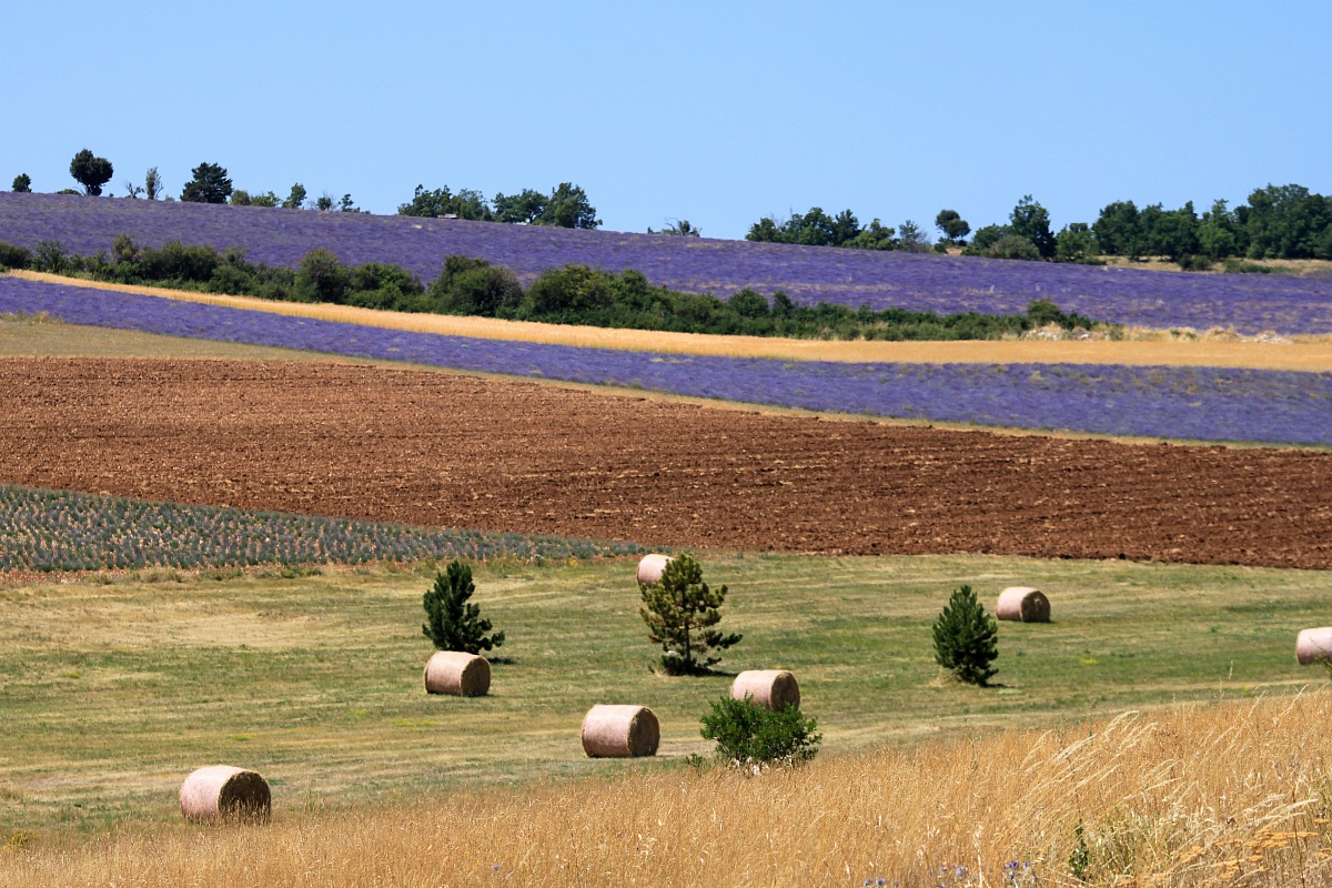 Hay and Lavender