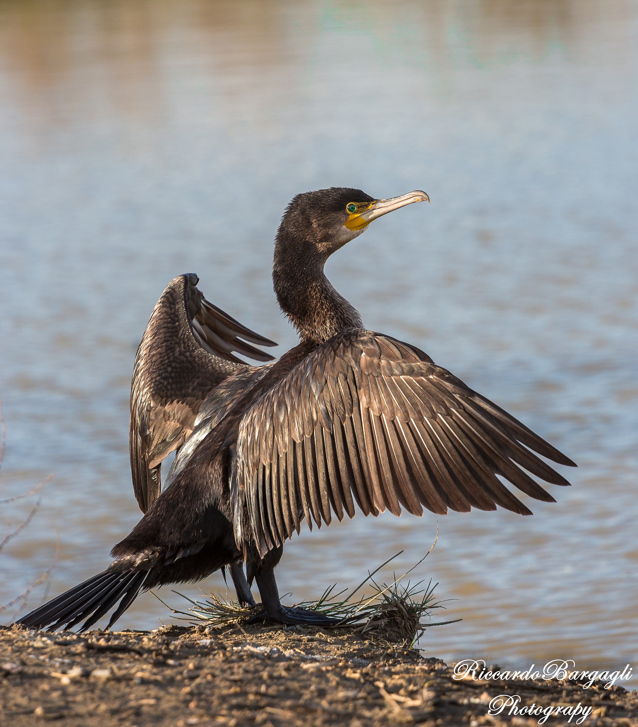 Let's take a bit of sun!