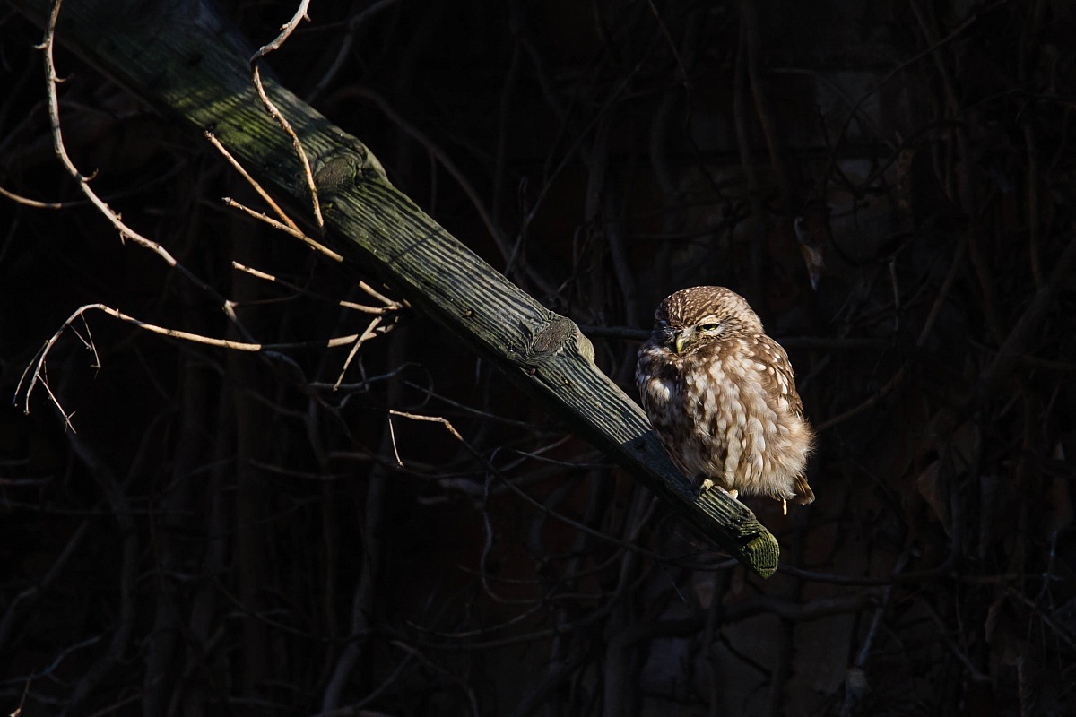 Civetta - Athene noctua