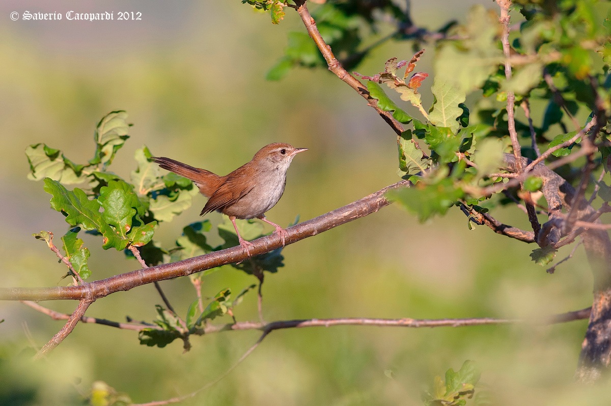 Il folletto canterino