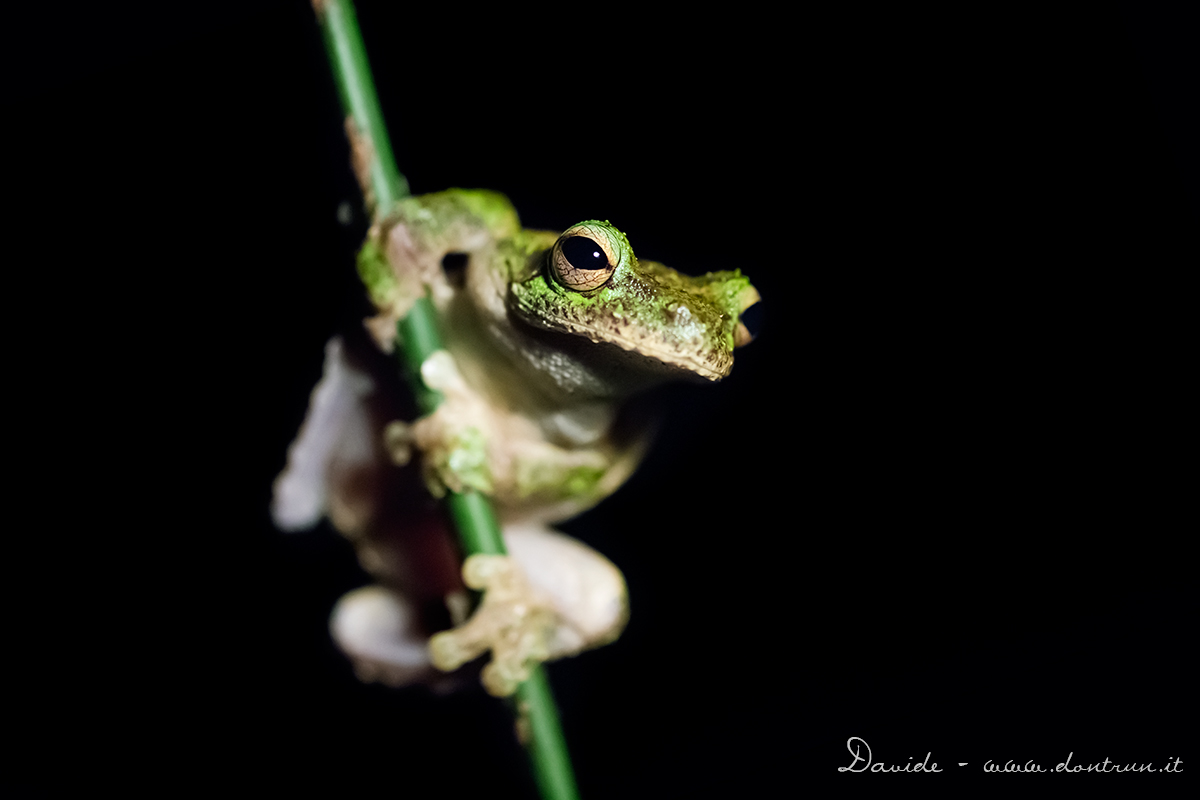 Green Eyed Tree Frog (forse)