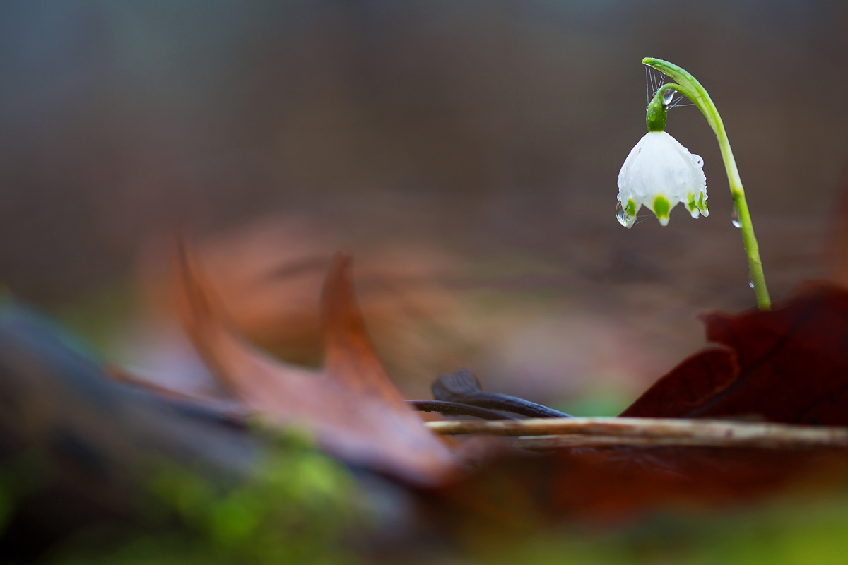 Leucojum vernum