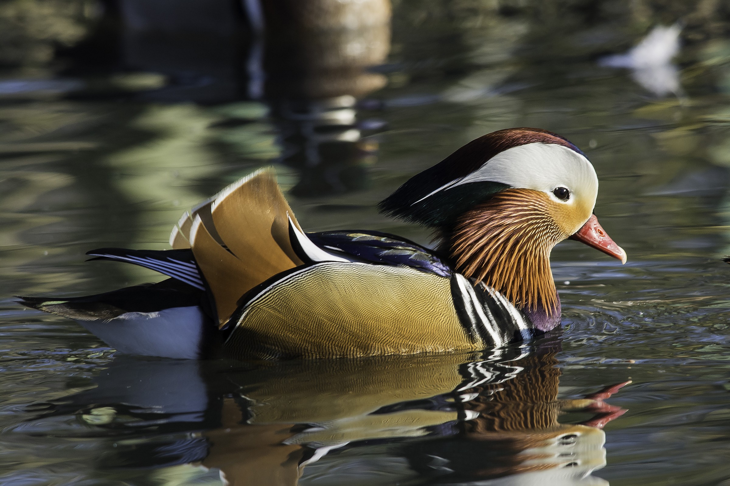 Mandarin Duck