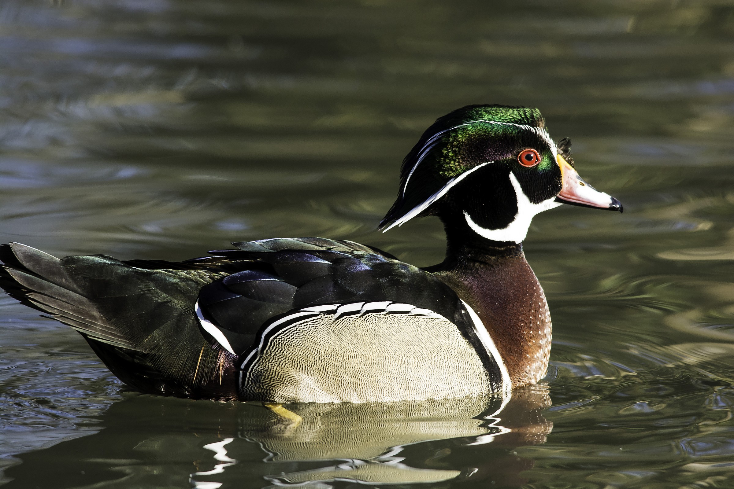 Wood Duck