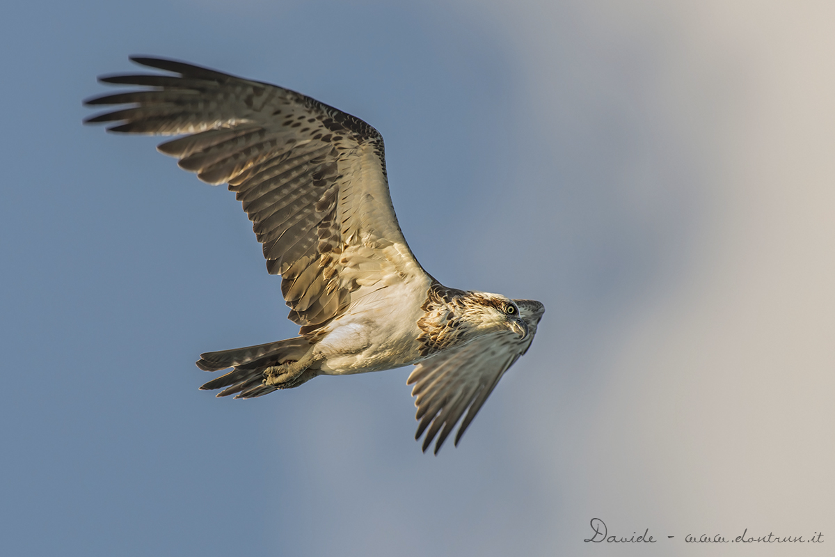 Falco pescatore (Pandion haliaetus cristatus)