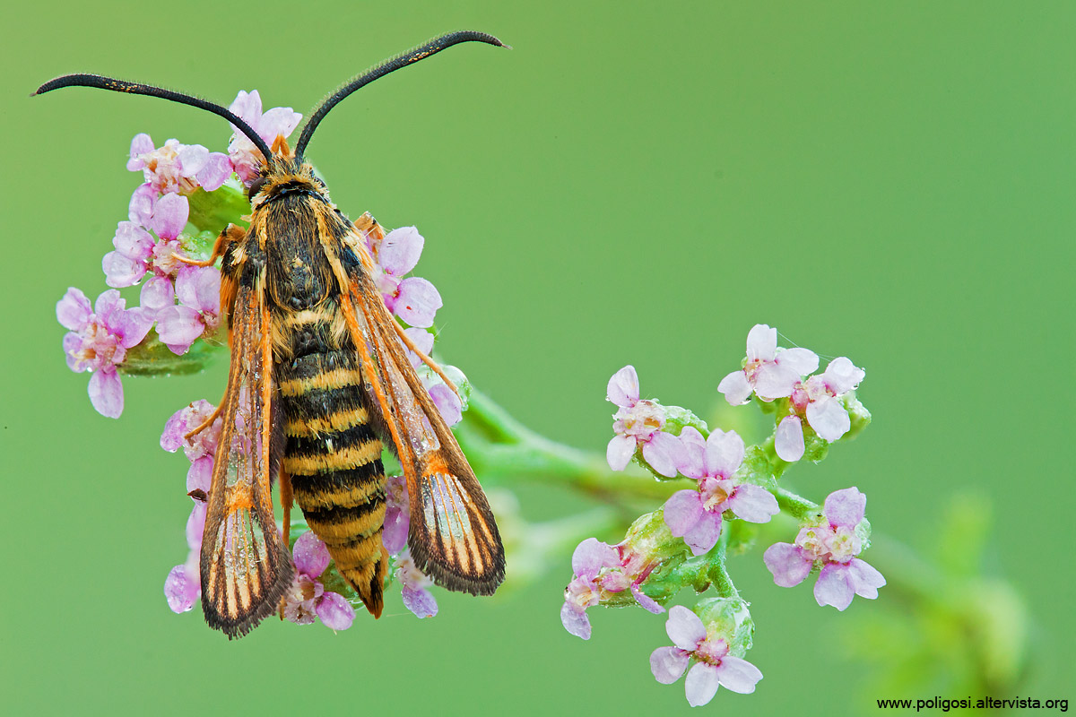 Bembecia ichneumoniformis