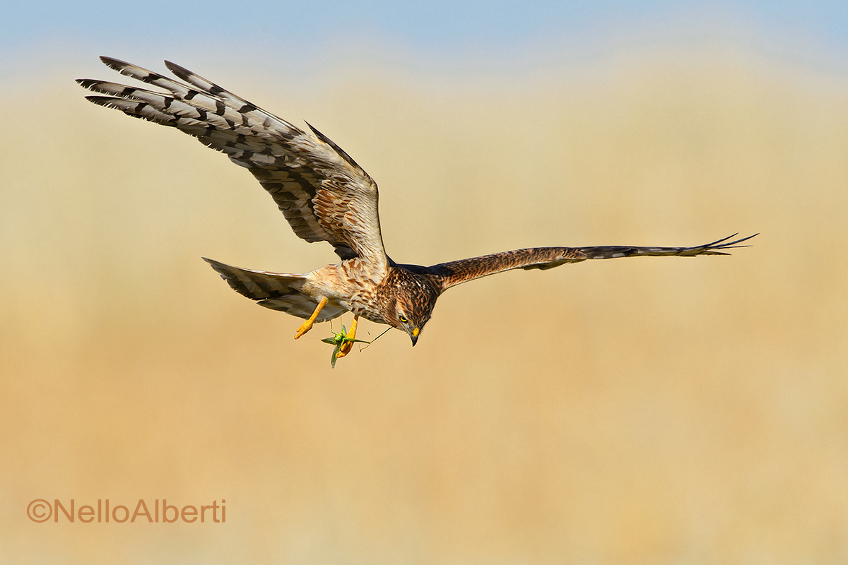 Albanella minore con grillo 2
