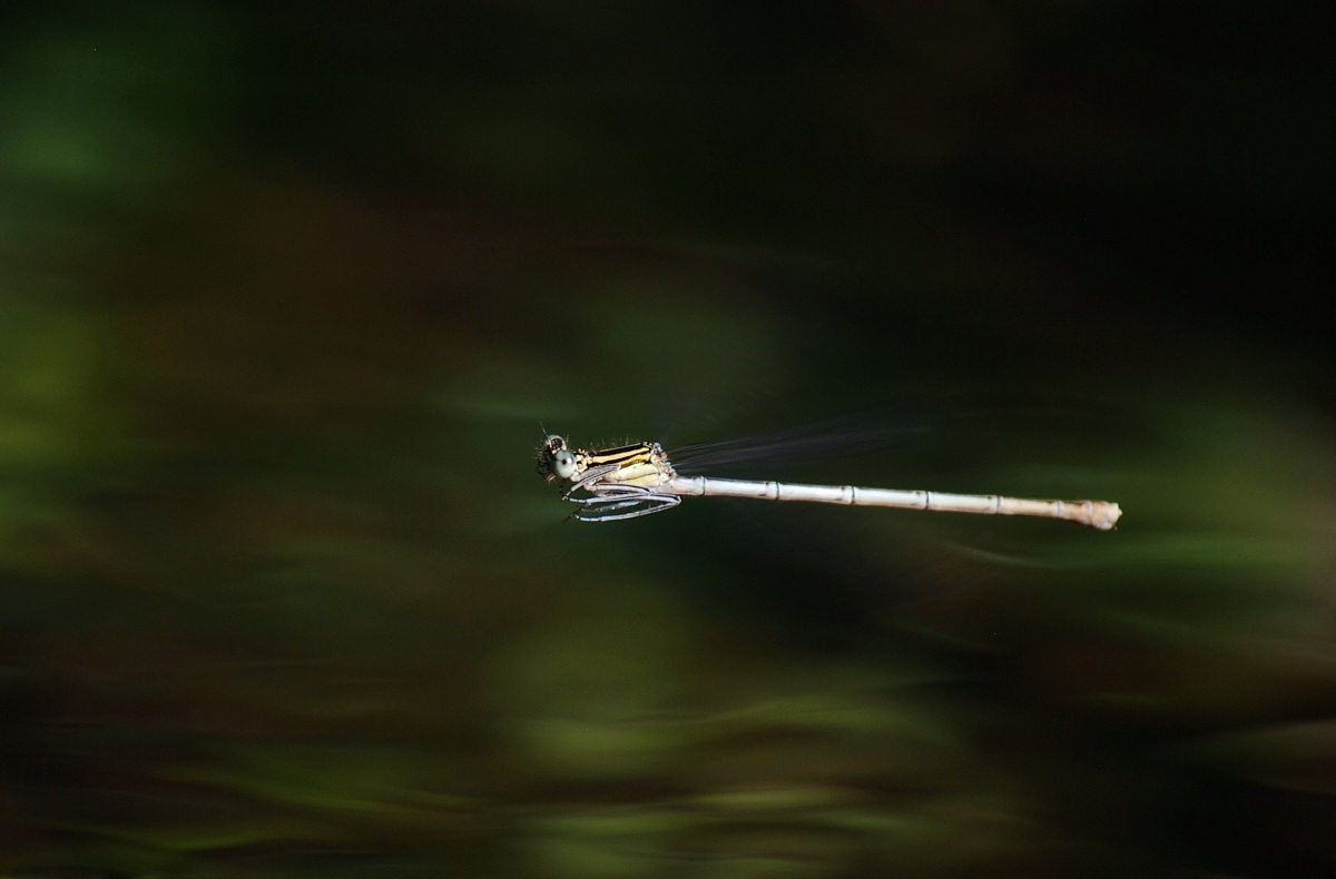 Panning dragonfly