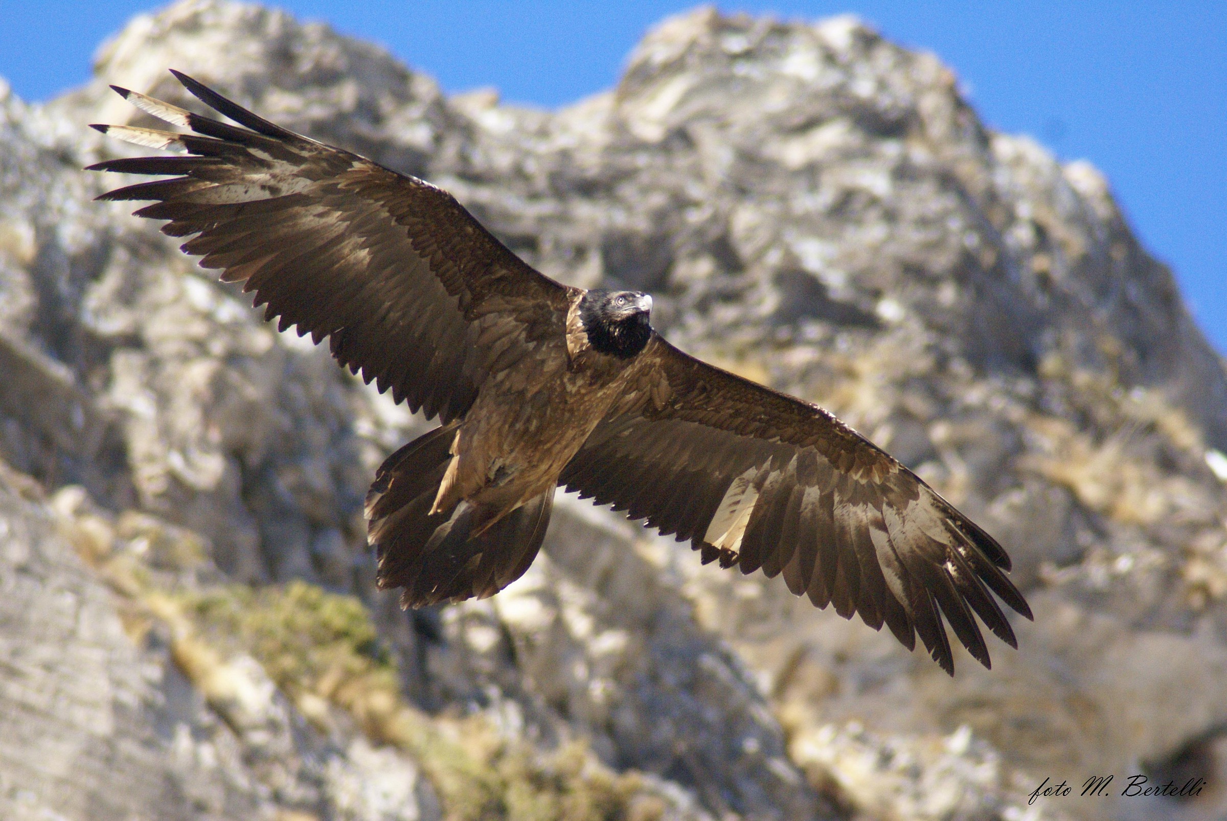 Bearded Vulture in valle maira