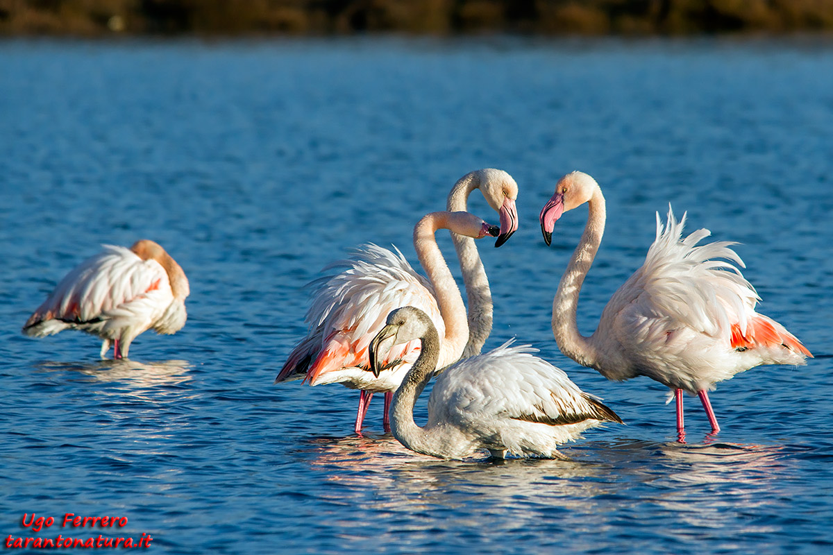 Fenicotteri